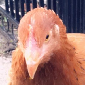 Meet your Posher, Jesus